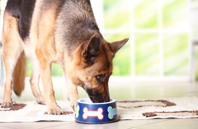 comida-pet